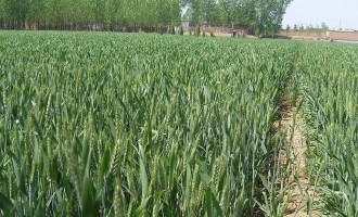 小麦规范化播种技术