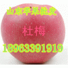 13562393887山东纸袋红星红将军苹果批发急售