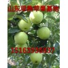 供应山东辽伏藤木苹果产地各种水果批发价格