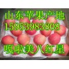 15953983808南京苹果批发市场 南京嘎啦苹果市场价格
