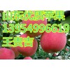 13954996619山东红星苹果红将军苹果红富士苹果供应