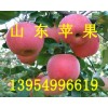 山东红富士苹果13954996619山东富士苹果上市了