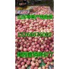 山东精品红富士苹果低价供应15266676002