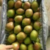 陕西2017年冷库红香酥梨，砀山酥梨批发价格